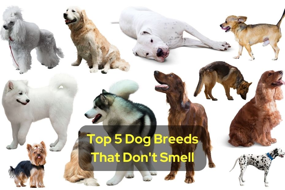 Top 5 Dog Breeds That Don't Smell