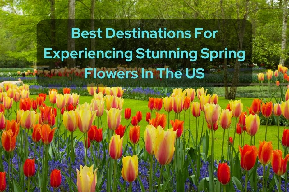 Best Destinations For Experiencing Stunning Spring Flowers In The US